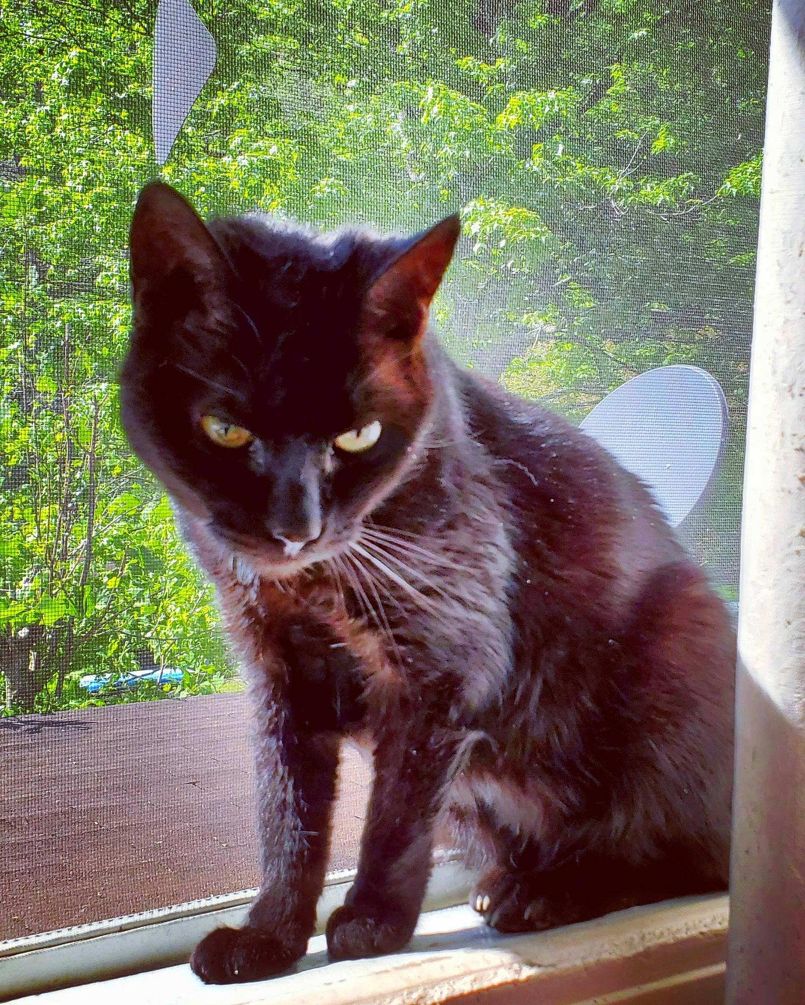 Pippy is registered to the contest to win money with this photo: black_cat, bombay, carnivore, cat, domestic_short_haired_cat, electric_blue, felidae, fur, iris, plant, sitting, small_to_medium_sized_cats, snout, tail, terrestrial_animal, tints_and_shades, tree, whiskers, window, wood