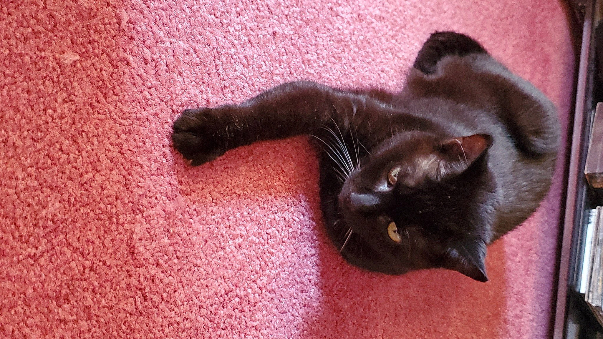 Pippy joined the competition — help win amazing prizes! black_cat, bombay, brown, carnivore, carpet, cat, domestic_short_haired_cat, felidae, flooring, fur, havana_brown, mammal, plant, small_to_medium_sized_cats, snout, tail, terrestrial_animal, vertebrate, whiskers