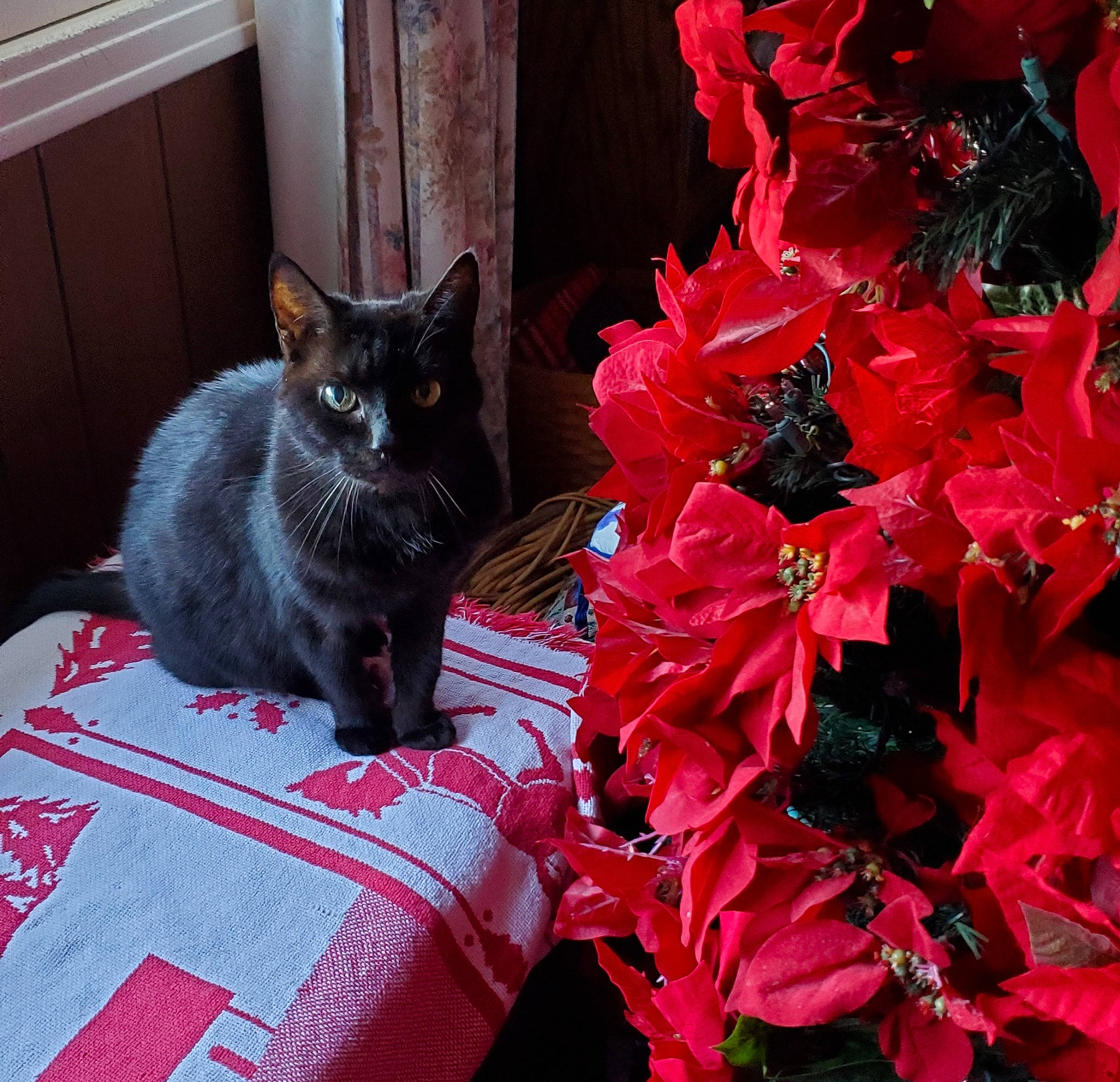 Pippy is registered to the contest to win money with this photo: black_cat, bombay, carmine, carnivore, cat, comfort, domestic_short_haired_cat, felidae, flowerpot, grey, groundcover, houseplant, magenta, petal, plant, poinsettia, red, small_to_medium_sized_cats, whiskers, window