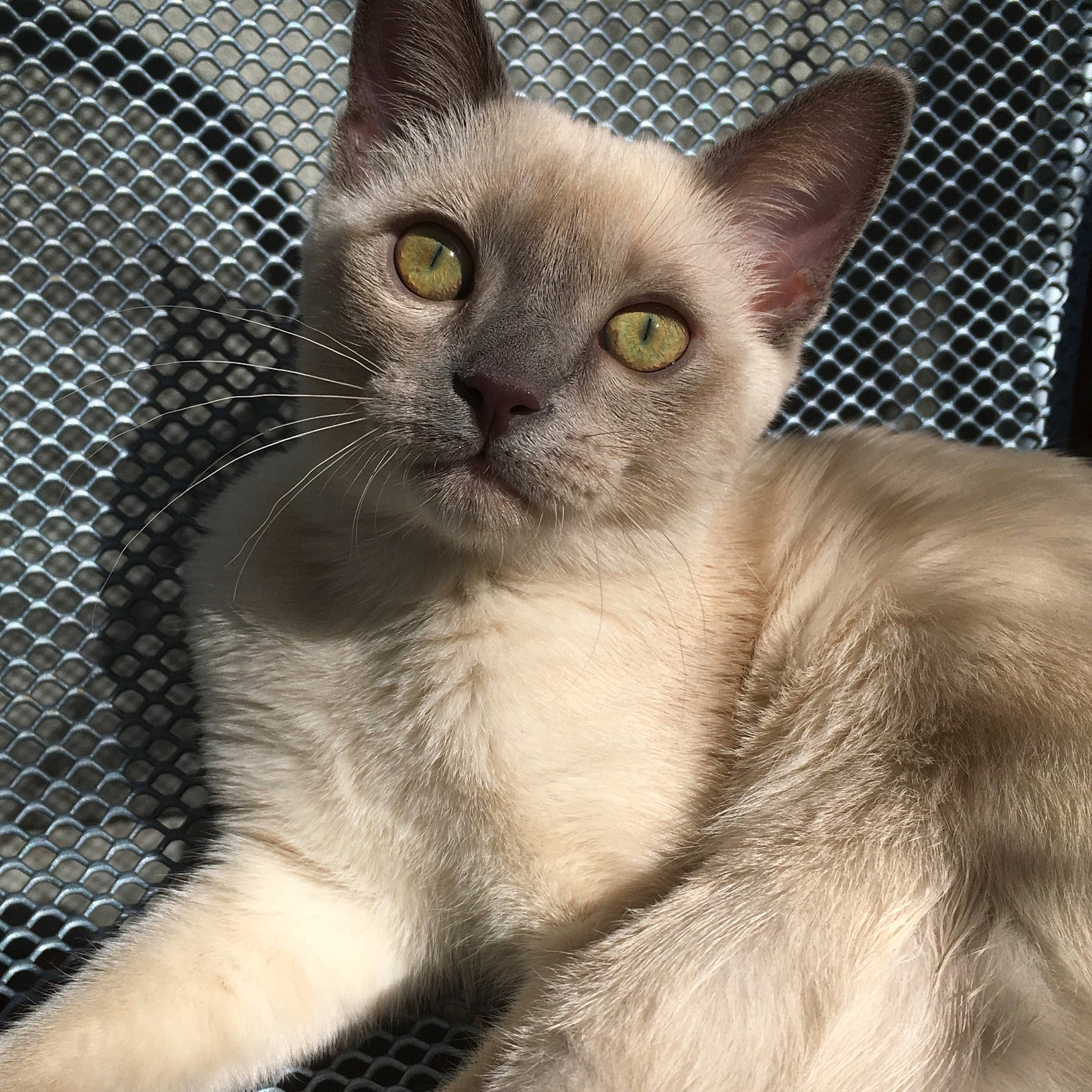 Stinkerbelle is registered to the contest to win money with this photo: balinese, birman, carnivore, cat, domestic_short_haired_cat, eye, fawn, felidae, fur, head, mesh, photo_caption, siamese, small_to_medium_sized_cats, snout, terrestrial_animal, whiskers, window