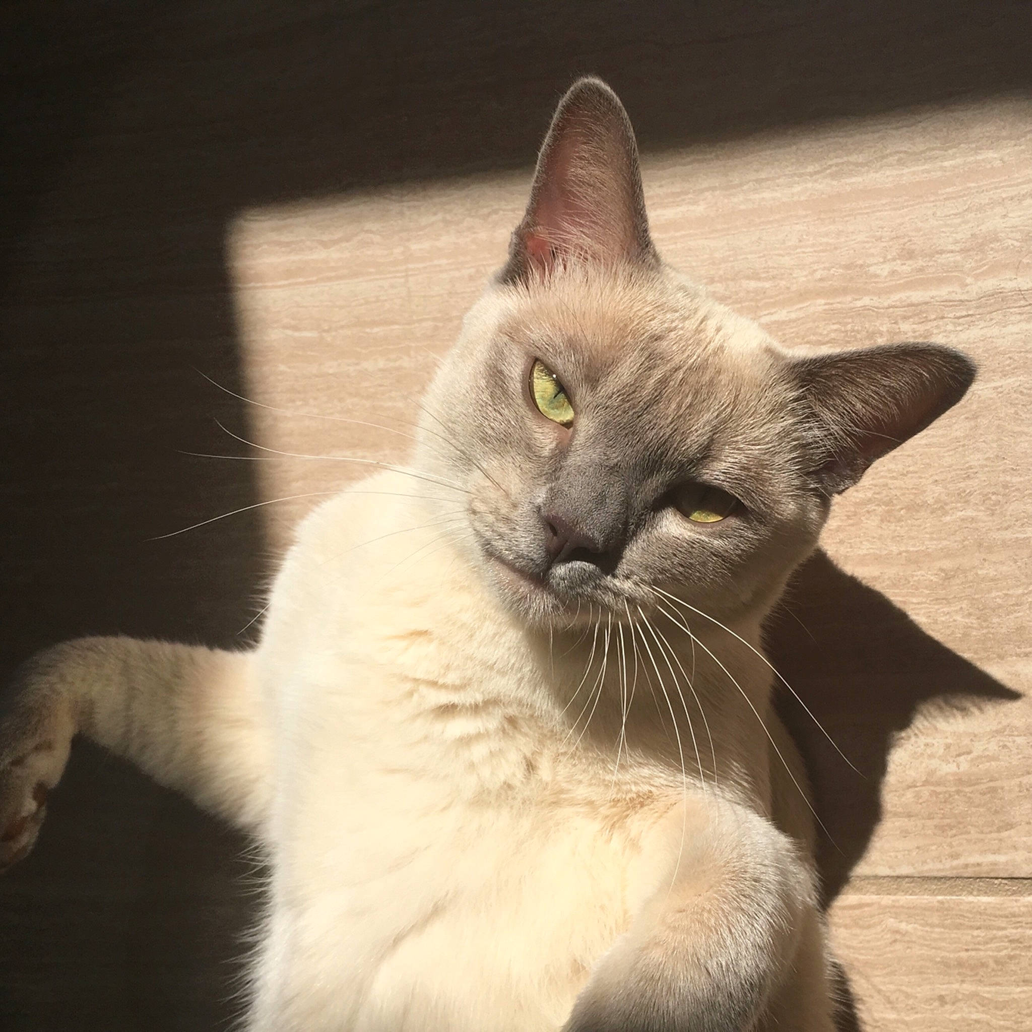 Stinkerbelle joined the competition — help win amazing prizes! carnivore, cat, domestic_short_haired_cat, fang, felidae, fur, paw, photo_caption, siamese, small_to_medium_sized_cats, snout, tail, terrestrial_animal, whiskers, window