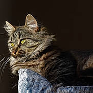 Bb participe au concours pour gagner de l'argent avec cette photo : cat, tabby, feline, yellow_eyes, whiskers, fur, pet, animal, cozy, blanket, texture, indoor, portrait, side_view, resting, closeup, domestic_cat, soft_light, relaxed, cute