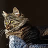 cat, tabby, feline, yellow_eyes, whiskers, fur, pet, animal, cozy, blanket, texture, indoor, portrait, side_view, resting, closeup, domestic_cat, soft_light, relaxed, cute