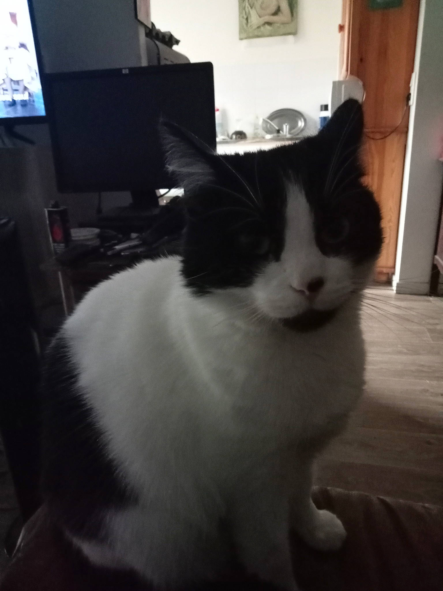 Ange participe au concours pour gagner de l'argent avec cette photo : cable_television, carnivore, cat, computer_monitor, display_device, domestic_short_haired_cat, felidae, fur, home_appliance, led_backlit_lcd_display, monochrome, monochrome_photography, peripheral, picture_frame, room, small_to_medium_sized_cats, tail, television, whiskers, window