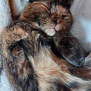 Coraline joined the competition — help win amazing prizes! cat, tortoiseshell, sleeping, cozy, furry, pet, animal, cute, whiskers, paws, relaxed, soft, blanket, fur, closeup, domestic, resting, adorable, indoor, mammal