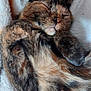 cat, tortoiseshell, sleeping, cozy, furry, pet, animal, cute, whiskers, paws, relaxed, soft, blanket, fur, closeup, domestic, resting, adorable, indoor, mammal