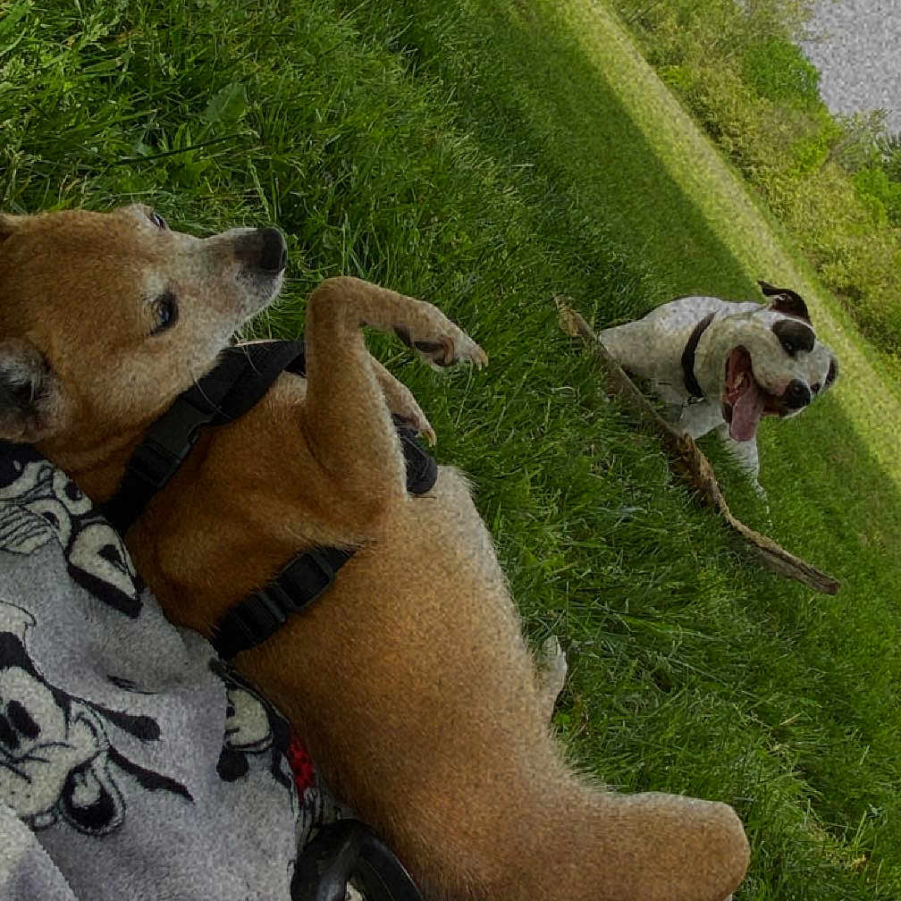 Mocha is registered to the contest to win money with this photo: animal, blanket, canine, collar, daylight, dog, fur, grass, greenery, happy, leash, nature, outdoor, park, pet, playful, playing, relaxed, stick, tongue_out