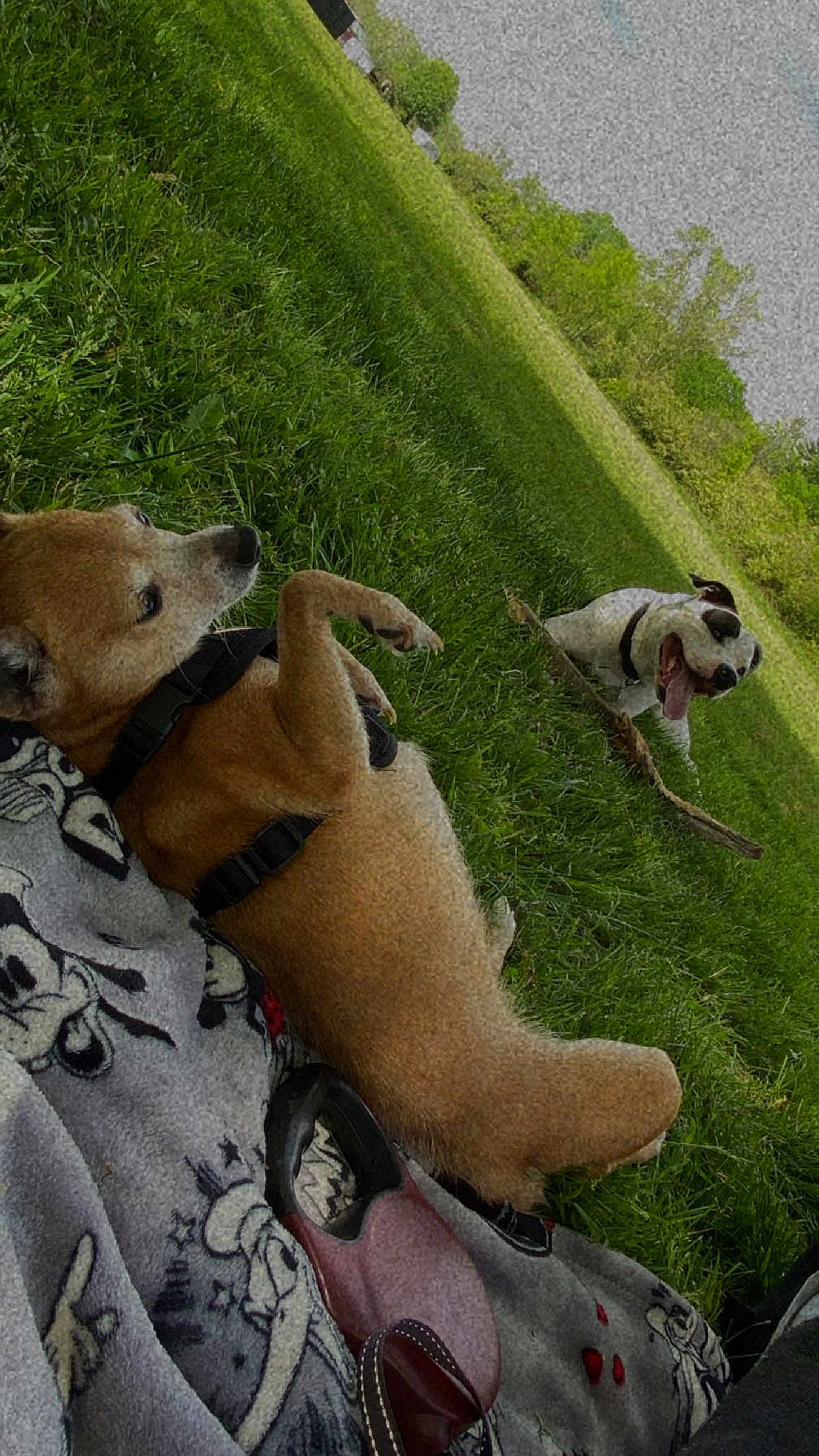 Mocha is registered to the contest to win money with this photo: dog, grass, outdoor, playful, stick, blanket, canine, pet, nature, happy, greenery, daylight, relaxed, leash, collar, fur, tongue_out, park, animal, playing