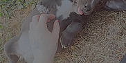Quinsay is registered to the contest to win money with this photo: puppy, dog, grass, hand, playing, tongue_out, outdoor, tattoo, shoe, person, casual, cute, animal, pet, lying_down, brown, black, white, fun, relaxed
