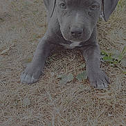 Quinsay is registered to the contest to win money with this photo: puppy, dog, grass, outdoor, animal, young, pet, cute, gray, ears, paws, lying, nature, closeup, fur, ground, canine, adorable, playful, small