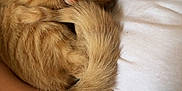 Grizou participe au concours pour gagner de l'argent avec cette photo : calm, cat, closeup, comfort, cozy, cuddle, cute, domestic_animal, fur, hand, indoor, kitten, nap, orange_tabby, person, pet, resting, sleeping, soft, white_shirt