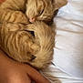 calm, cat, closeup, comfort, cozy, cuddle, cute, domestic_animal, fur, hand, indoor, kitten, nap, orange_tabby, person, pet, resting, sleeping, soft, white_shirt