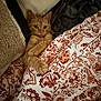 Grizou a rejoint le concours — aidez-le/la à gagner de superbes lots ! animal, bed, blanket, cat, comfort, cozy, curious_eyes, cute, floral_pattern, fur, indoor, kitten, orange_tabby, paws, pet, relaxed, resting, sleepy, tucked_in, warm
