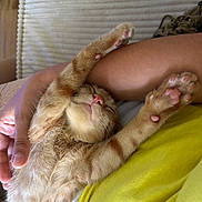 Grizou a rejoint le concours — aidez-le/la à gagner de superbes lots ! animal, cat, closeup, cozy, cute, feline, fur, ginger_cat, human_arm, indoor, kitten, nap, paw, pet, pink_nose, relaxing, resting, sleeping, stretching, yellow_shirt
