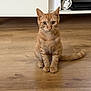 Grizou a rejoint le concours — aidez-le/la à gagner de superbes lots ! animal, attention, books, cabinet, cat, curious, cute, domestic, electronics, eyes, feline, flooring, fur, indoor, orange_tabby, pet, sitting, tail, whiskers, wooden_floor