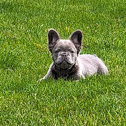 June is registered to the contest to win money with this photo: adorable, animal, beautiful, canine, cute, dog, ears, face, french_bulldog, fur, grass, greenery, lying_down, nature, outdoor, pet, puppy, relaxed, summer, young