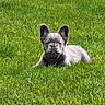 adorable, animal, beautiful, canine, cute, dog, ears, face, french_bulldog, fur, grass, greenery, lying_down, nature, outdoor, pet, puppy, relaxed, summer, young