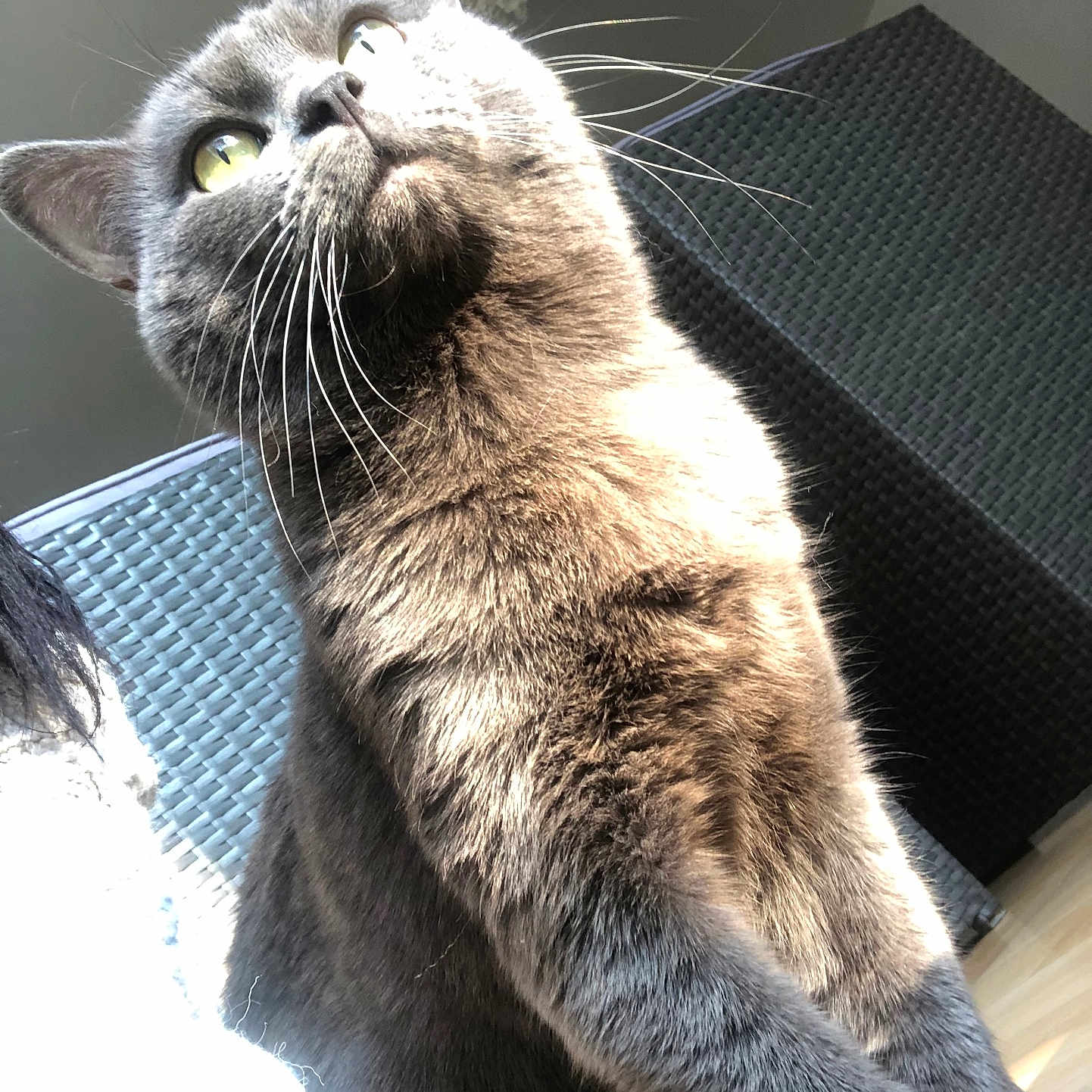 Oggy a rejoint le concours — aidez-le/la à gagner de superbes lots ! abyssinian, angora, animal, architecture, blackcat, building, cat, chair, couch, cushion, furniture, homedecor, indoors, kitten, livingroom, manx, person, pet, room, sleeping