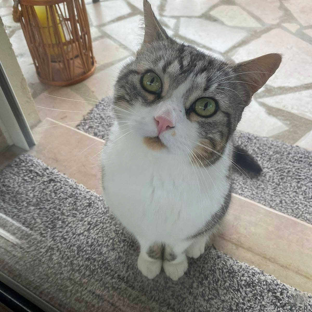 Rio participe au concours pour gagner de l'argent avec cette photo : animal, cat, close_up, curious, domestic_cat, ears, glass_door, gray_and_white, green_eyes, indoor, looking_up, outdoor_background, pet, pink_nose, rug, sitting, stone_patio, striped_fur, whiskers, white_paws