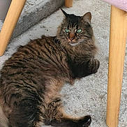Neptune Le King a rejoint le concours — aidez-le/la à gagner de superbes lots ! cat, tabby, green_eyes, fluffy, lounging, concrete_floor, wooden_chair_legs, pet, animal, feline, relaxed, indoor, whiskers, paws, fur, side_view, domestic_cat, curious, resting, household
