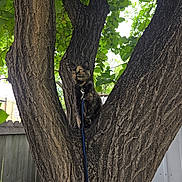 Pumpkin is registered to the contest to win money with this photo: cat, tortoiseshell_cat, tree, leash, outdoor, nature, green_leaves, wooden_fence, trunk, pet, animal, fur, branch, curious, perched, daylight, background, garden, leash_clip, quiet