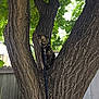 cat, tortoiseshell_cat, tree, leash, outdoor, nature, green_leaves, wooden_fence, trunk, pet, animal, fur, branch, curious, perched, daylight, background, garden, leash_clip, quiet