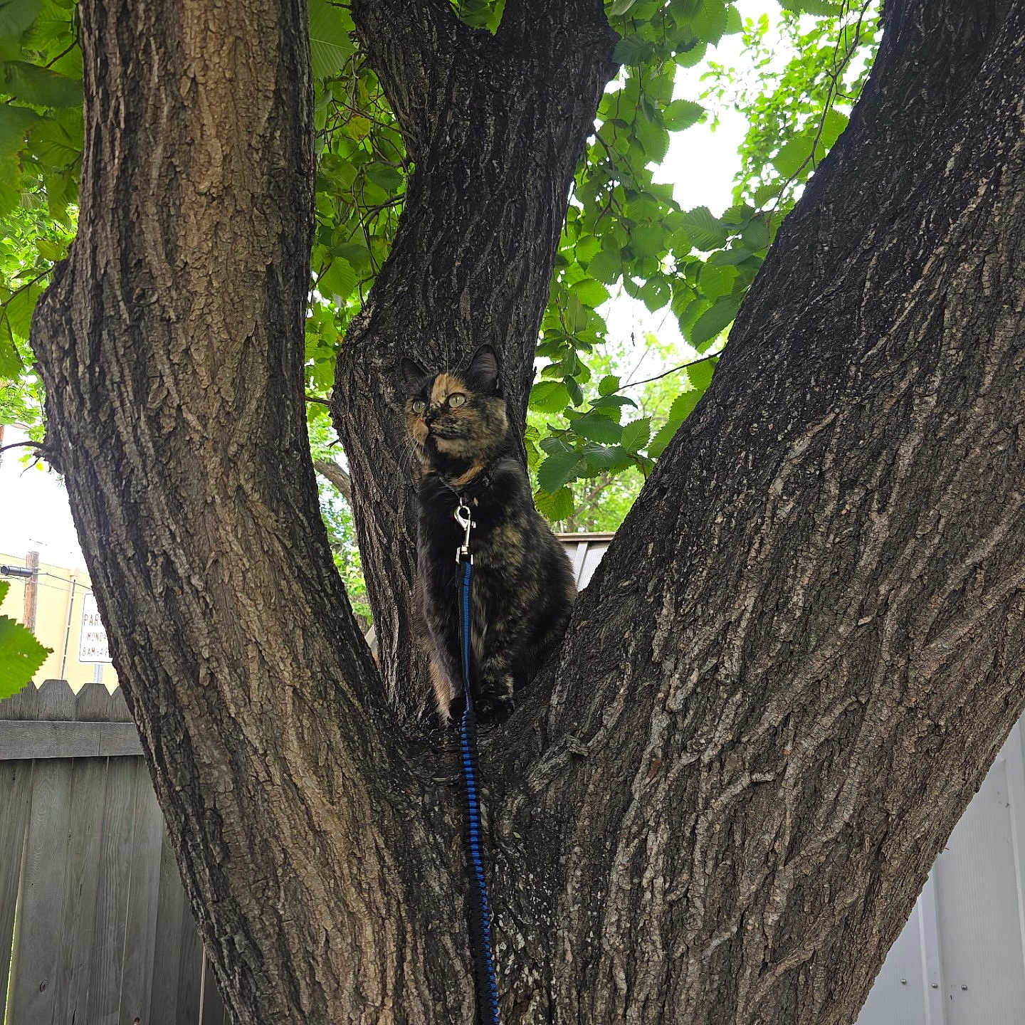 Pumpkin is registered to the contest to win money with this photo: animal, background, branch, cat, curious, daylight, fur, garden, green_leaves, leash, leash_clip, nature, outdoor, perched, pet, quiet, tortoiseshell_cat, tree, trunk, wooden_fence