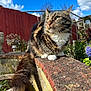 animal, blue_sky, cat, closeup, clouds, daytime, fence, flower, fluffy, fur, garden, nature, outdoor, pet, plants, sunlight, tabby, tail, wall, whiskers