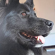 Tariquet a rejoint le concours — aidez-le/la à gagner de superbes lots ! dog, black_dog, close_up, profile, tongue_out, fluffy_coat, white_chest, pet_tag, indoor, happy, canine, fur, ears, nose, mouth, teeth, animal, domestic_animal, companion, portrait