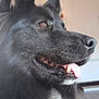 dog, black_dog, close_up, profile, tongue_out, fluffy_coat, white_chest, pet_tag, indoor, happy, canine, fur, ears, nose, mouth, teeth, animal, domestic_animal, companion, portrait