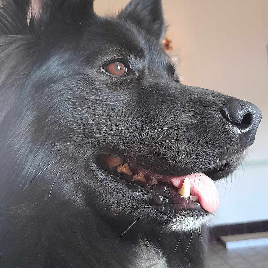 Tariquet a rejoint le concours — aidez-le/la à gagner de superbes lots ! animal, black_dog, canine, close_up, companion, dog, domestic_animal, ears, fluffy_coat, fur, happy, indoor, mouth, nose, pet_tag, portrait, profile, teeth, tongue_out, white_chest