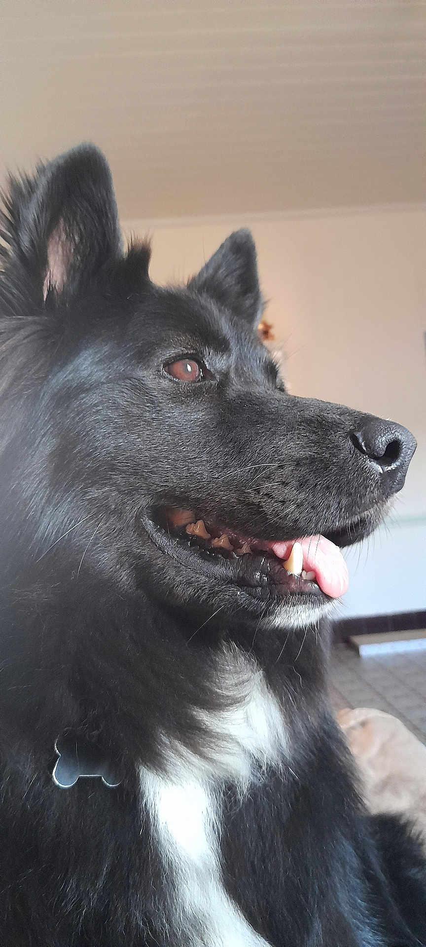 Tariquet a rejoint le concours — aidez-le/la à gagner de superbes lots ! dog, black_dog, close_up, profile, tongue_out, fluffy_coat, white_chest, pet_tag, indoor, happy, canine, fur, ears, nose, mouth, teeth, animal, domestic_animal, companion, portrait