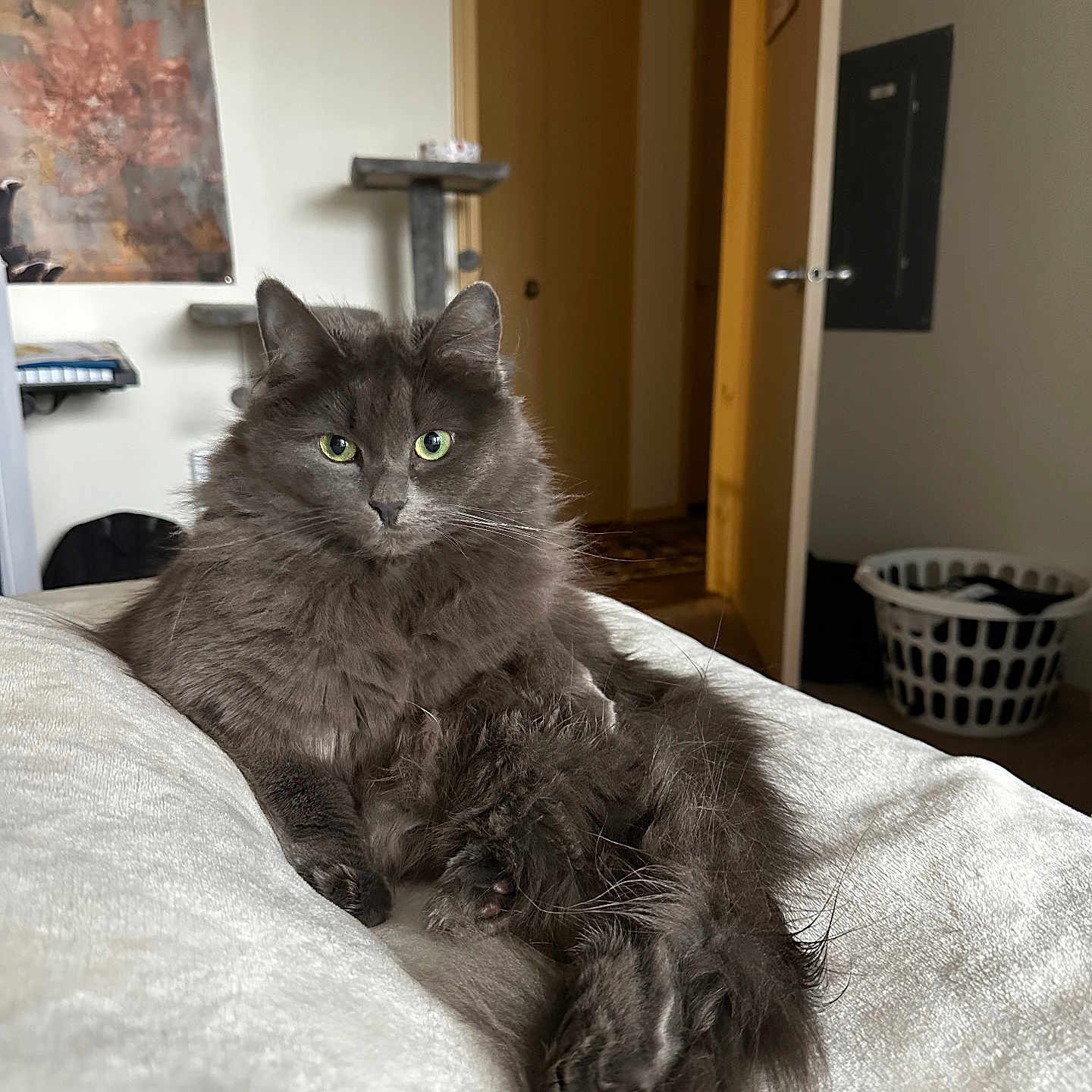 Tatiana is registered to the contest to win money with this photo: animal, art, bed, bedroom, blanket, cat, furniture, hardwood, homedecor, indoors, interiordesign, kitten, linen, manx, painting, pet, plywood, room, shelf, wood