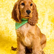 Aston a rejoint le concours — aidez-le/la à gagner de superbes lots ! dog, puppy, golden_retriever, bandana, green_bandana, yellow_background, portrait, pet, cute, floppy_ears, sitting, fur, animal, young_dog, studio, bright, adorable, canine, friendly, indoors
