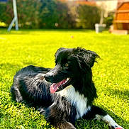 Taya a rejoint le concours — aidez-le/la à gagner de superbes lots ! animal, ball, canine, collie, dog, field, football, grass, grassland, lawn, nature, outdoors, pet, plant, puppy, soccer, soccerball, sport, tennis, tennisball