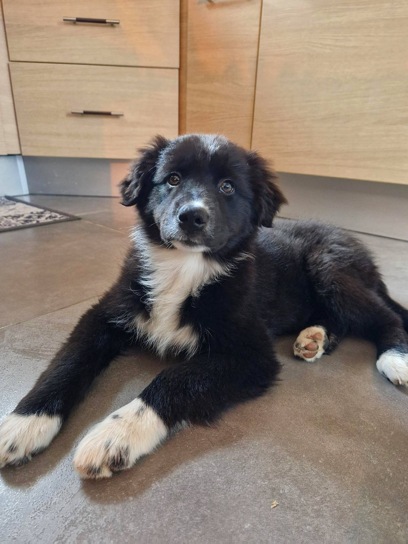 Taya participe au concours pour gagner de l'argent avec cette photo : borador, border_collie, cabinetry, carnivore, companion_dog, dog, dog_breed, door, drawer, flooring, fur, gun_dog, hardwood, herding_dog, snout, sporting_group, terrestrial_animal, working_animal, working_dog