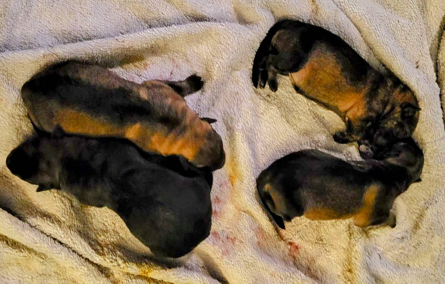 Newborn Gs Puppies is registered to the contest to win money with this photo: beaglier, canidae, carnivore, comfort, companion_dog, dog, dog_breed, fawn, fur, guard_dog, hunting_dog, nap, paw, snout, sporting_group, tail, terrestrial_animal, vertebrate, working_animal, working_dog