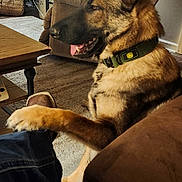 Friday is registered to the contest to win money with this photo: beige, brown, carpet, casual, collar, cozy, dog, furniture, german_shepherd, home, indoor, lamp, living_room, paw, person, pet, plant, relaxed, sofa, table