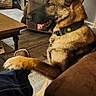 beige, brown, carpet, casual, collar, cozy, dog, furniture, german_shepherd, home, indoor, lamp, living_room, paw, person, pet, plant, relaxed, sofa, table