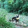 Friday joined the competition — help win amazing prizes! active, animal, canine, dog, ears, forest, frisbee, fun, grass, grassland, greenery, ground, leaves, muzzle, nature, outdoor, pet, play, summer, trees