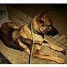 Friday joined the competition — help win amazing prizes! alert, animal, brown_fur, calm, canine, collar, dog, domestic_animal, focused, german_shepherd, guard_dog, leash, lying_down, night, outdoor, pavement, pet, quiet, side_view, street