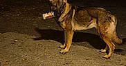 Friday is registered to the contest to win money with this photo: alert, animal, black, brown, canine, concrete, cup, curious, dog, ears_up, german_shepherd, holding, lonely, night, outdoor, pet, quiet, shadow, side_view, street