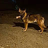 alert, animal, black, brown, canine, concrete, cup, curious, dog, ears_up, german_shepherd, holding, lonely, night, outdoor, pet, quiet, shadow, side_view, street