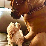 Taffy joined the competition — help win amazing prizes! dog, puppy, brown_dog, fluffy_puppy, couch, indoor, pet, animal, friendship, cute, mammal, companion, leather_couch, closeup, two_dogs, interaction, snout, paw, collar, curious