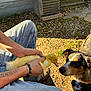 person, hand, duckling, dog, jeans, bracelet, tattoo, outdoor, sunlight, dirt, grass, steps, siding, air_conditioner, curious, pet, animal_interaction, brown_dog, black_dog, holding