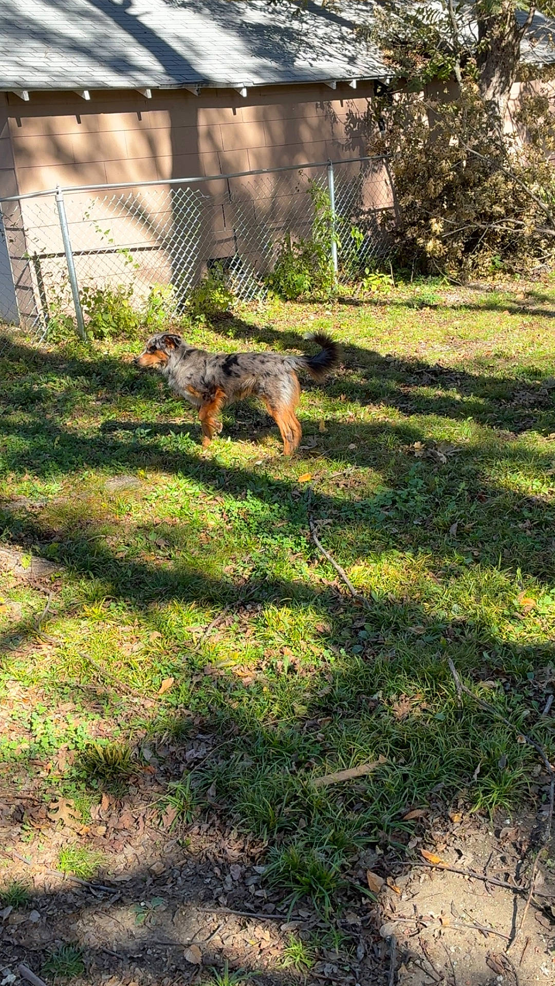 Blue is registered to the contest to win money with this photo: animal, backyard, canine, daylight, dog, fence, grass, ground, leaf, mottled_coat, nature, outdoor, pet, shadow, shed, standing, suburban, sunlight, tree, yard
