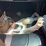 Goose is registered to the contest to win money with this photo: dog, car_interior, sunlight, paw, relaxed, seat, footwell, leather, shadow, pet, animal, resting, indoor, black, brown, white, fur, closeup, comfort, travel