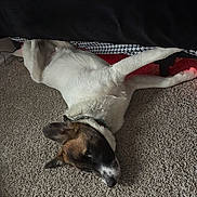 Goose joined the competition — help win amazing prizes! animal, bed, canine, carpet, collar, dog, domestic_animal, floor, fur, furniture, head, indoor, leg, lying_down, paw, pet, playful, relaxed, resting, shadow