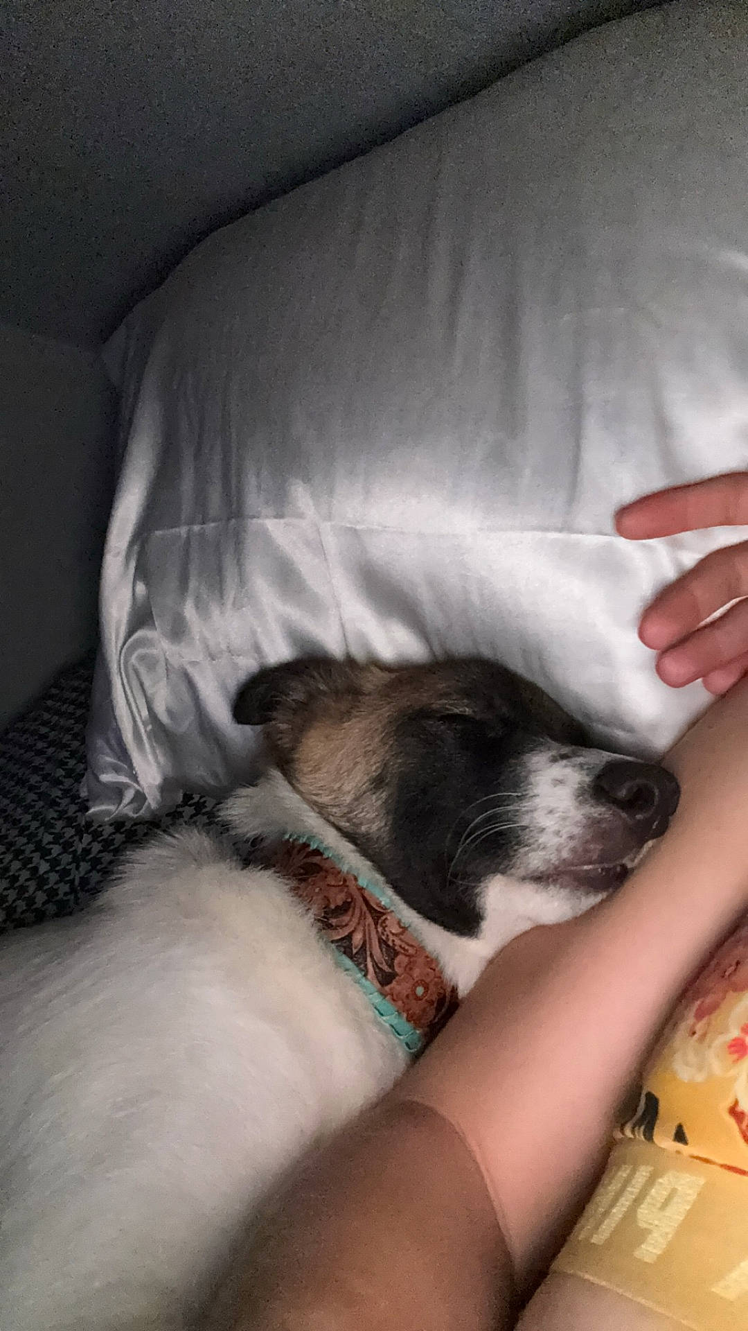 Goose joined the competition — help win amazing prizes! arm, bed, brown_fur, close_up, collar, comfort, cozy, dog, human_skin, indoor, nap, peaceful, person, pillow, relaxation, rest, silk, sleeping, textile, white_fur