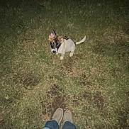 Goose is registered to the contest to win money with this photo: dog, puppy, grass, night, person, jeans, shoes, flash, outdoor, animal, looking_up, small_dog, casual_clothing, dark_background, curious, pet, standing, yard, lawn, shadow